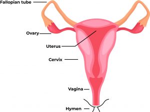 female reproductive system function