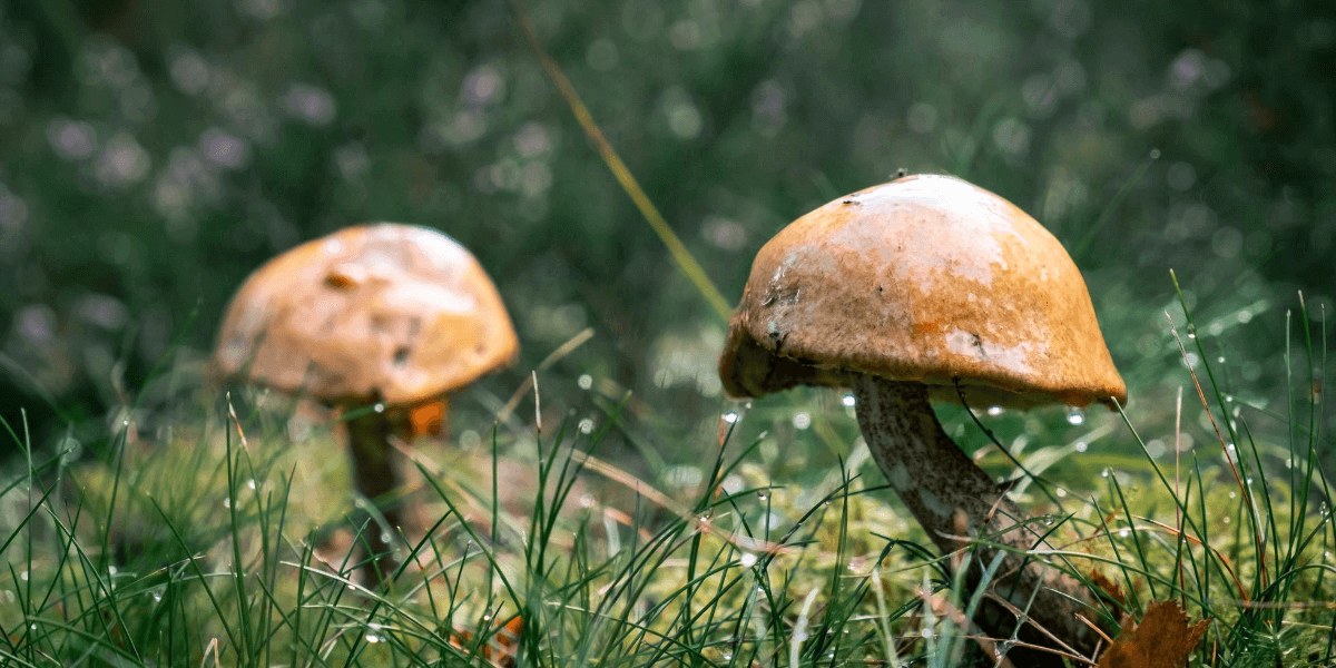 Add On The 9 Foods For A Better And Safe Monsoon