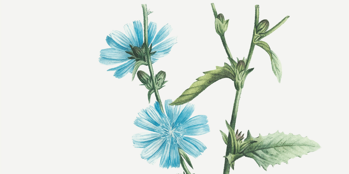 CHICORY: KNOW THE BENEFITS AND POTENTIAL SIDE EFFECTS